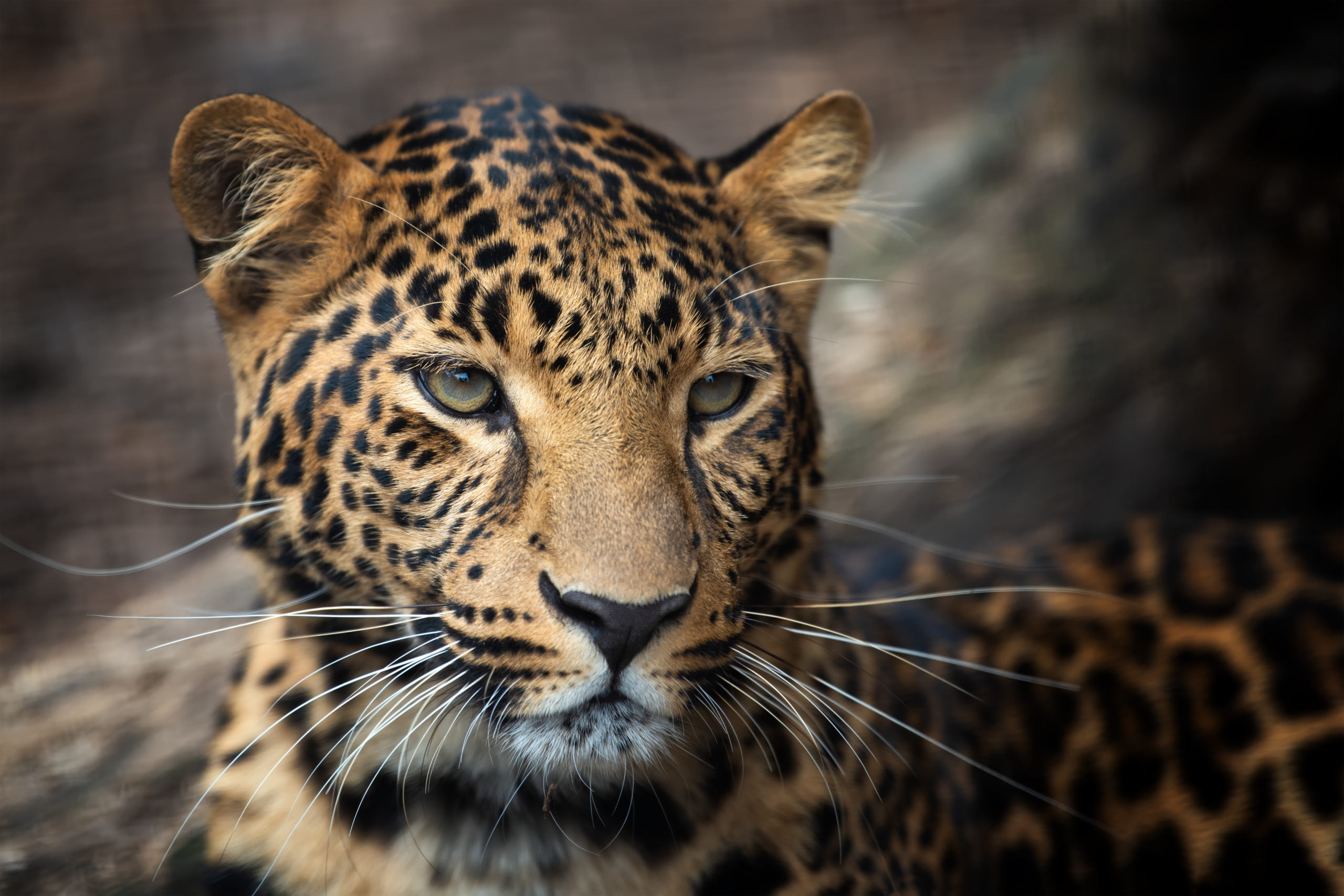 Lee más sobre el artículo El Jaguar